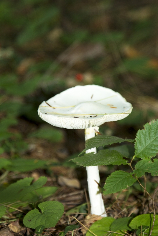 Mushroom Vermont